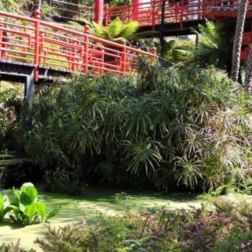 Madère : les plus beaux jardins