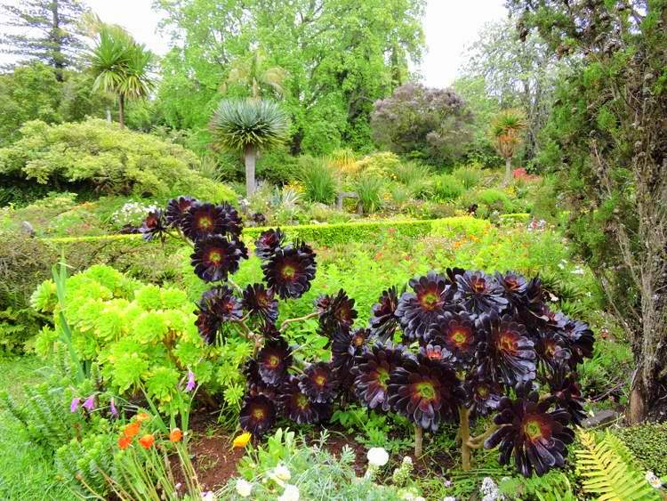 visite des jardins de Madère - jardins de Palheiro 