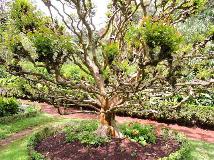 visite des jardins de Madère - jardins de Palheiro 