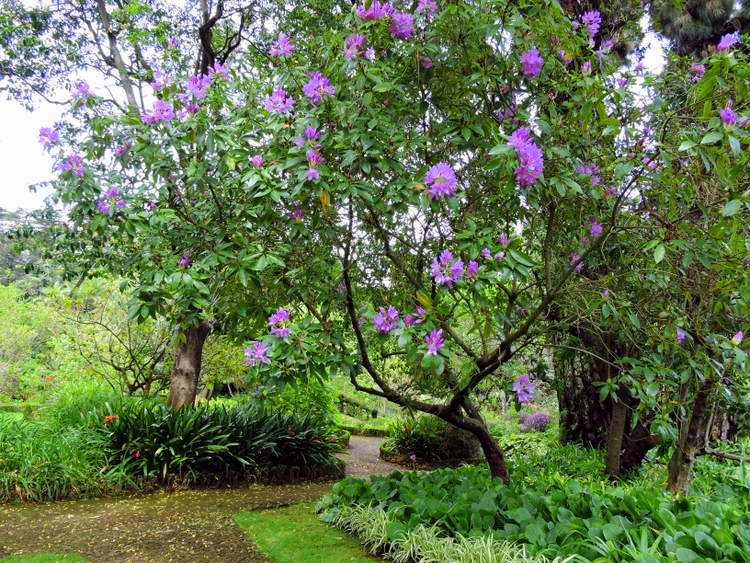 visite des jardins de Madère - jardins de Palheiro 