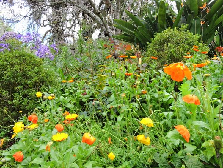 visite des jardins de Madère - jardins de Palheiro 