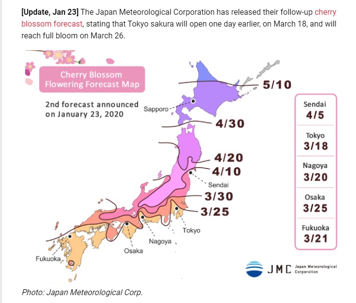 sakura 2020 - cerisier en fleurs au Japon - cherry Blossom 2020