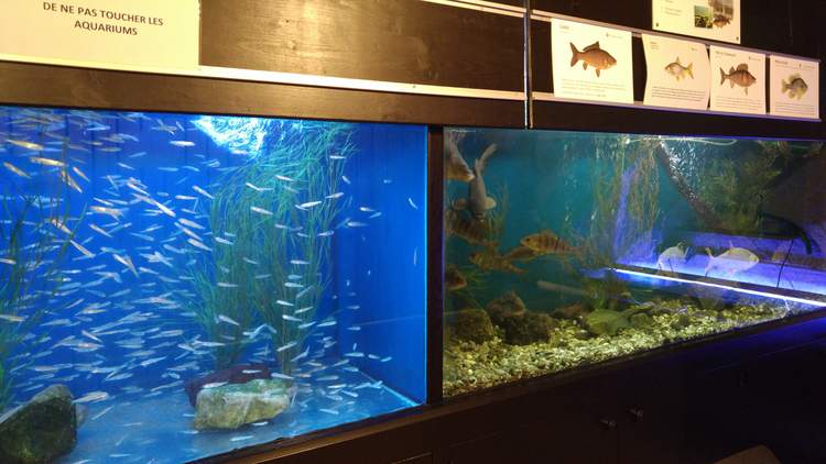 Visite de l'écomusée de la pêche et du lac à Thonon-les-Bains 