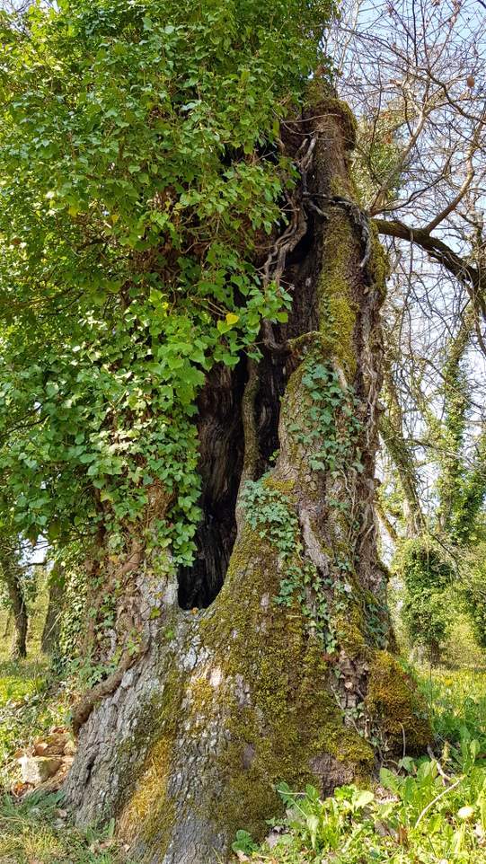 visite des tumulus de Bougon dans les Deux-Sèvres