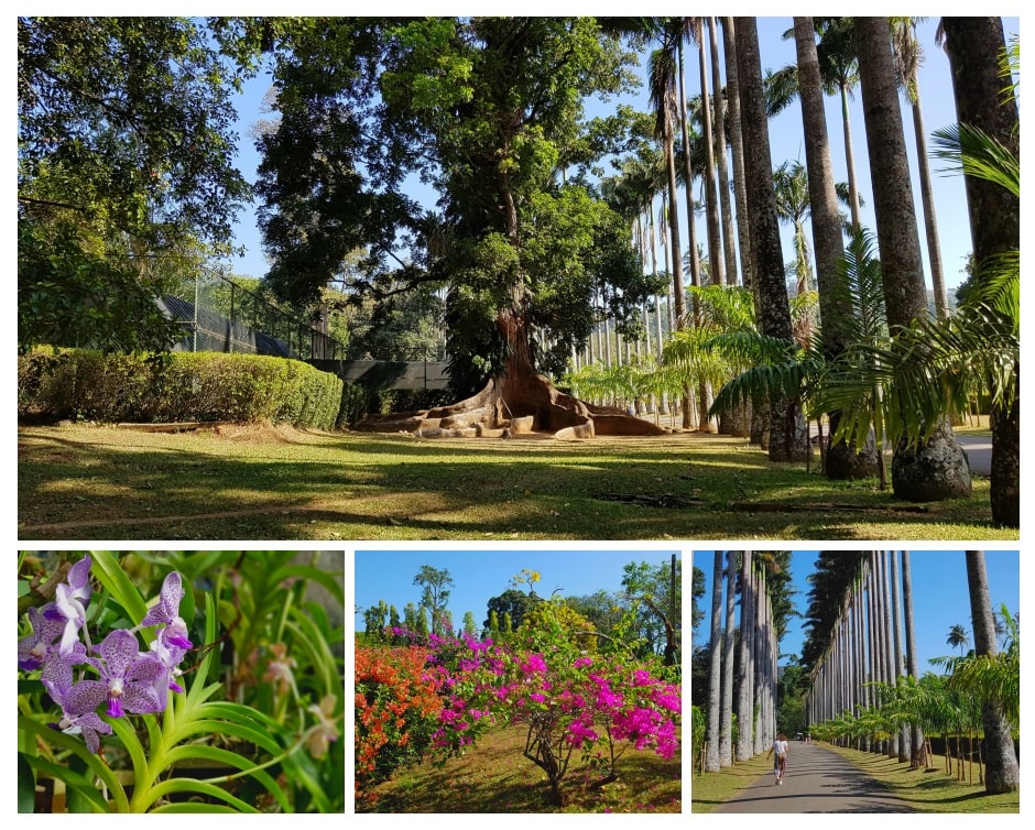 15 jours au Sri Lanka - peradeniya gardens