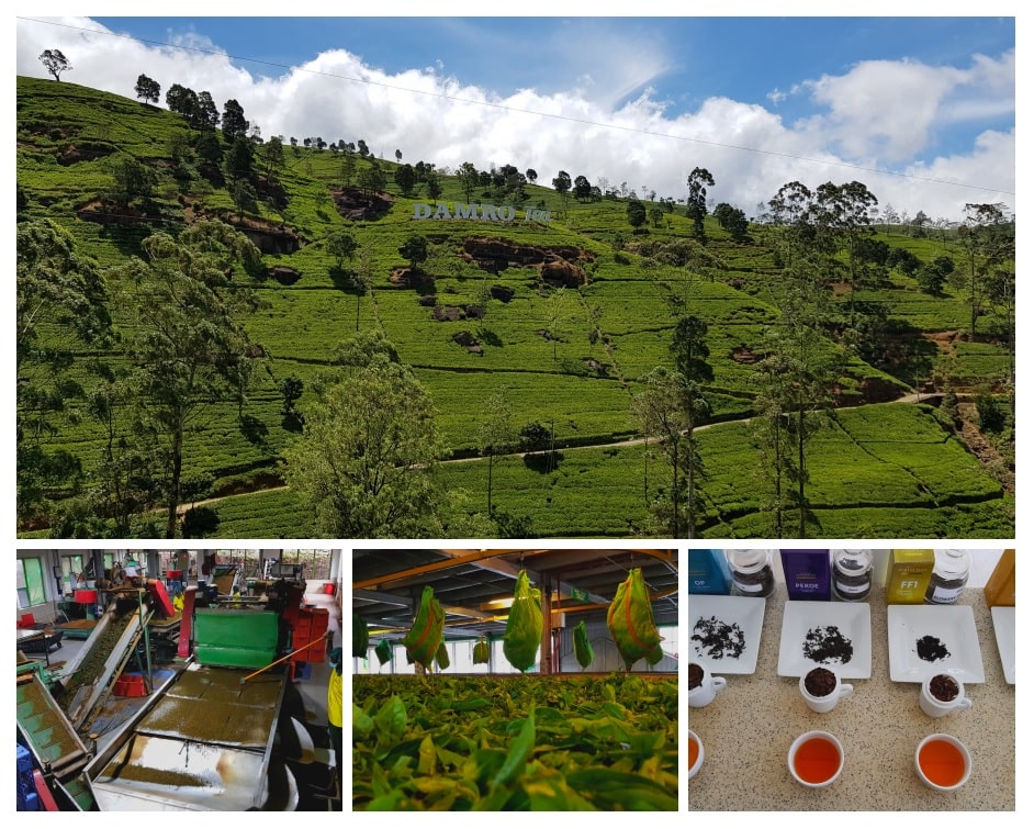 15 jours au Sri Lanka - plantations de thé