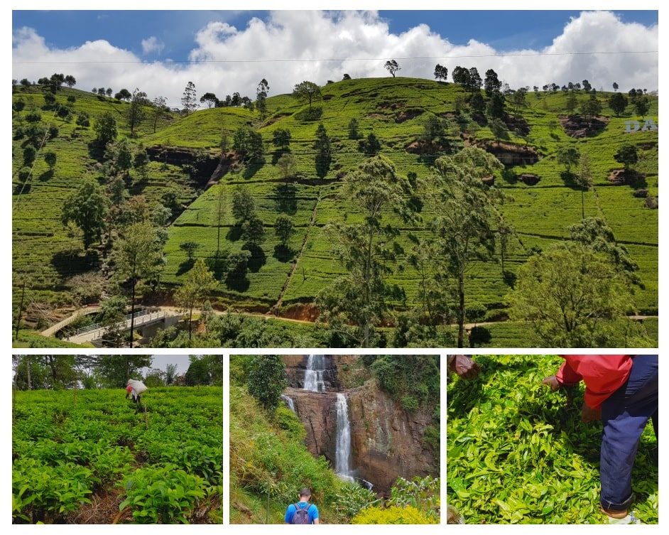 15 jours au Sri Lanka - plantations de thé