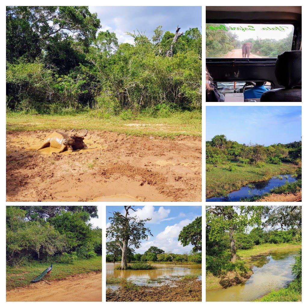 15 jours au Sri Lanka - safari en famille à Yala