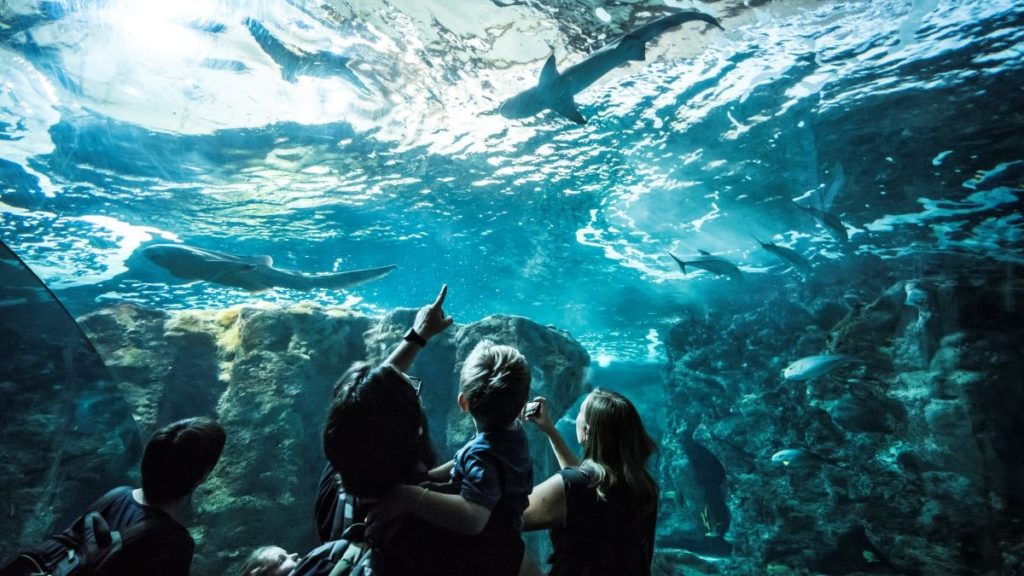 Aquarium des requins - Océanopolis de Brest