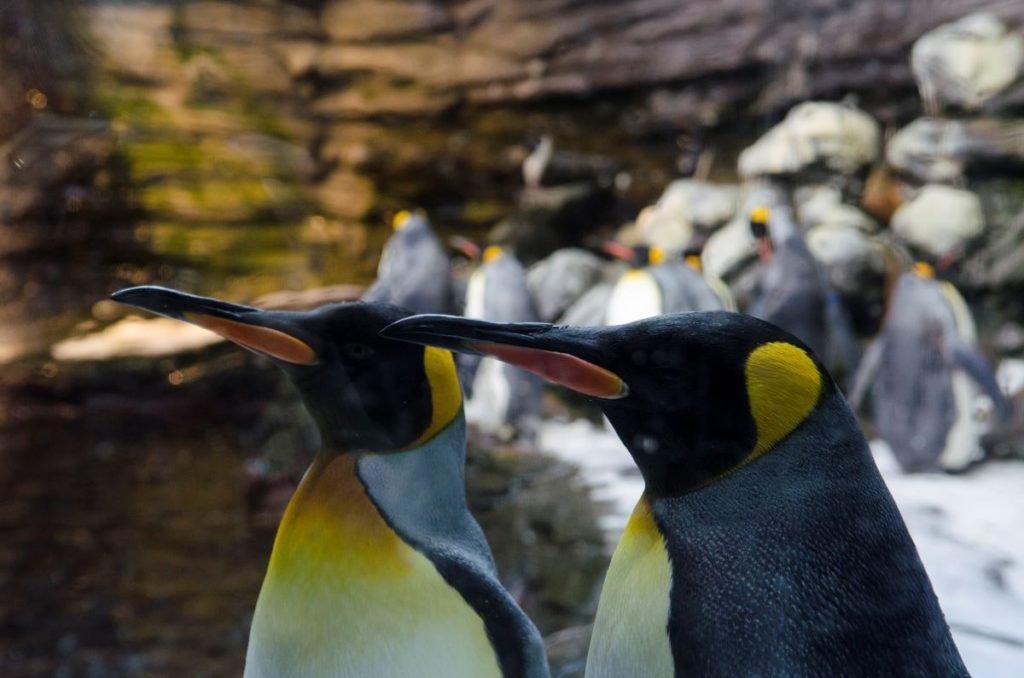 Manchots à l'Océanopolis de Brest