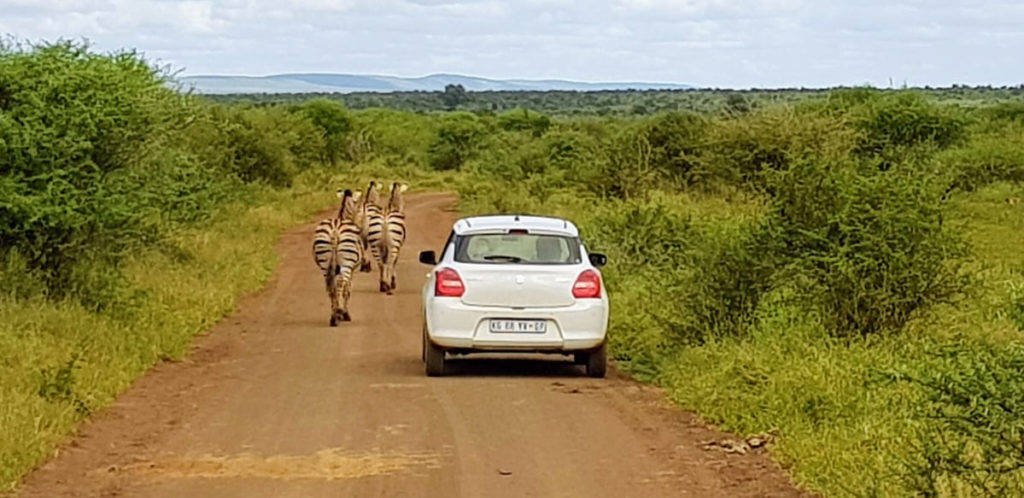 conduire dans le parc Kruger en Afrique du Sud