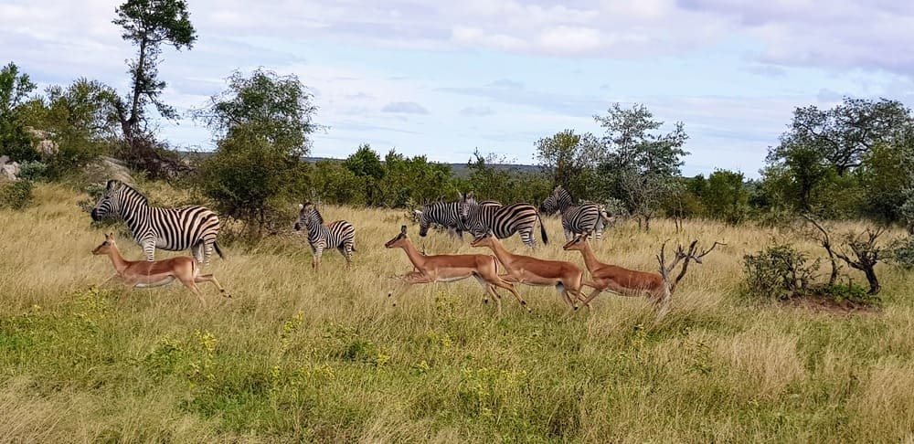 conduire dans le parc Kruger en Afrique du Sud