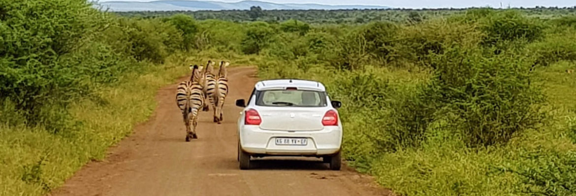 conduire dans le parc Kruger en Afrique du Sud