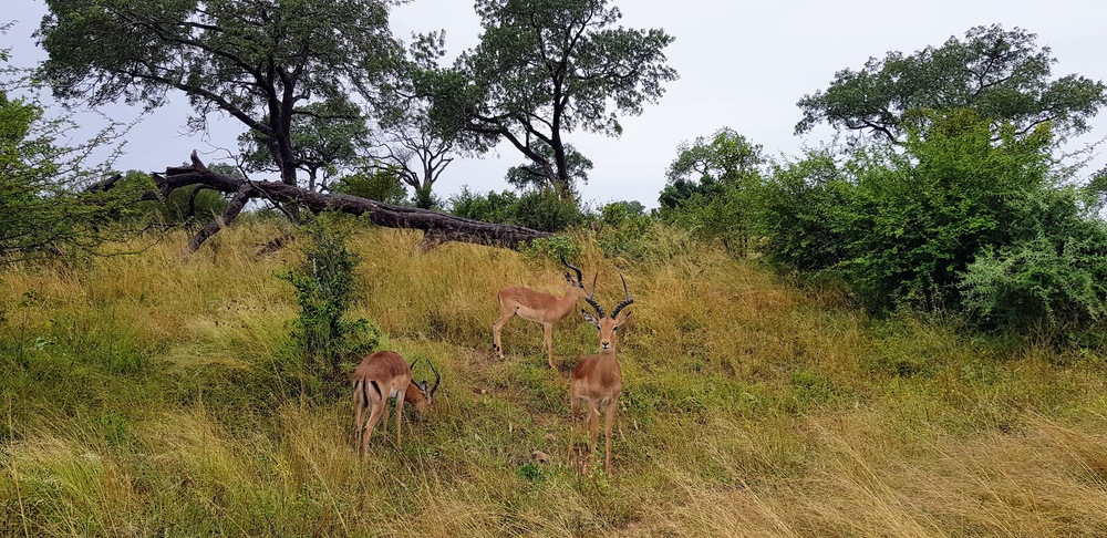 conduire dans le parc Kruger en Afrique du Sud