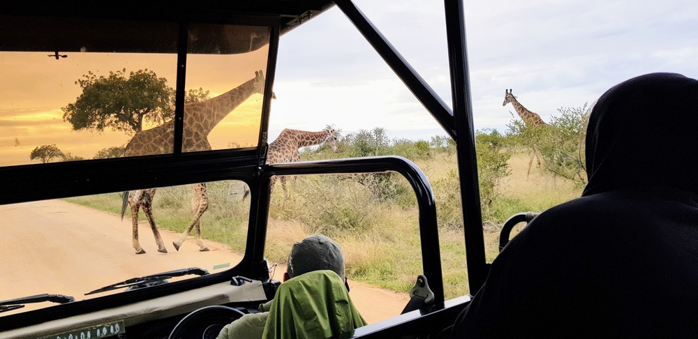 conduire dans le parc Kruger en Afrique du Sud