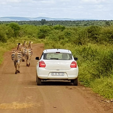 Comment conduire dans le parc Kruger ?
