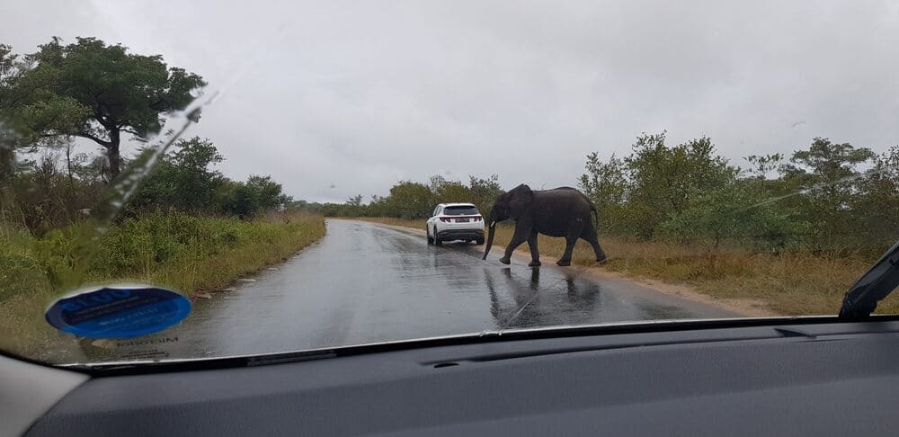 conduire dans le parc Kruger en Afrique du Sud
