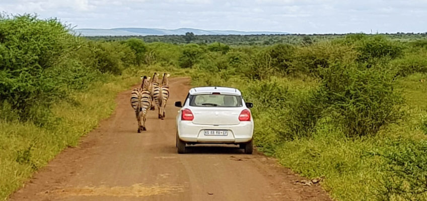 conduire dans le parc Kruger en Afrique du Sud