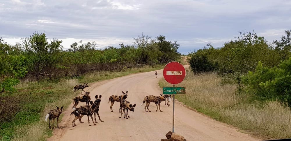 conduire dans le parc Kruger en Afrique du Sud