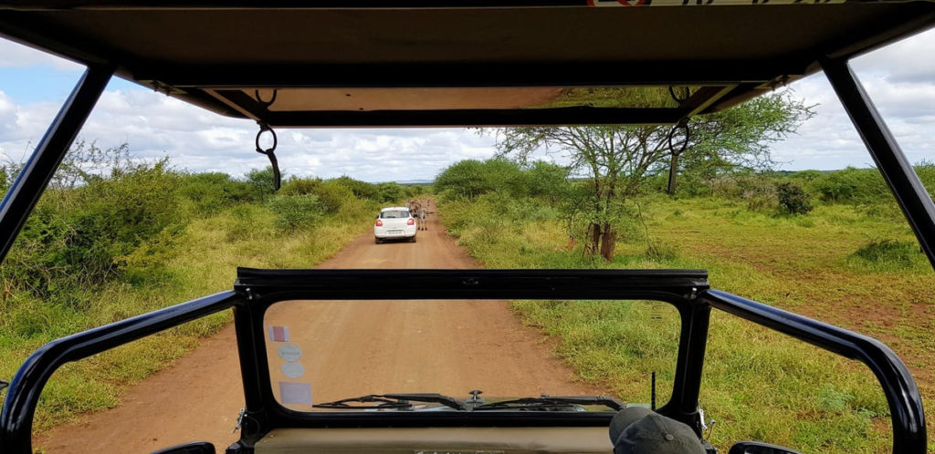 conduire dans le parc Kruger en Afrique du Sud