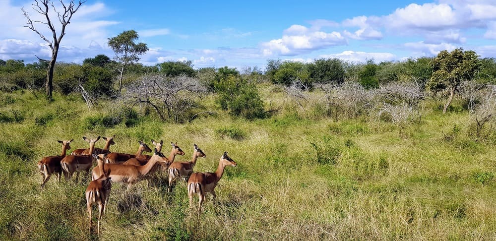 parc kruger en famille