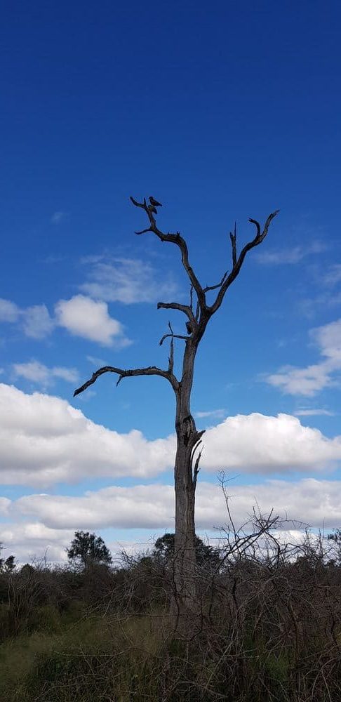 Une journée safari dans le parc Kruger avec un guide - Afrique du Sud