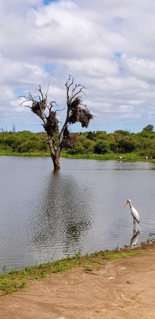 Une journée safari dans le parc Kruger avec un guide - Afrique du Sud