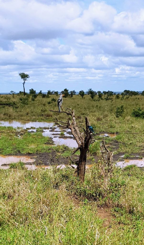 Une journée safari dans le parc Kruger avec un guide - Afrique du Sud