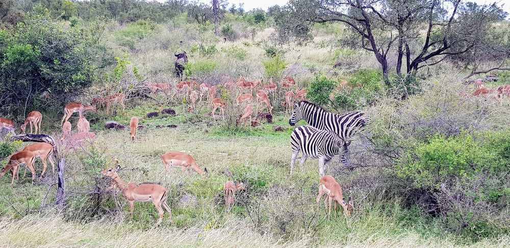 Une journée safari dans le parc Kruger avec un guide - Afrique du Sud