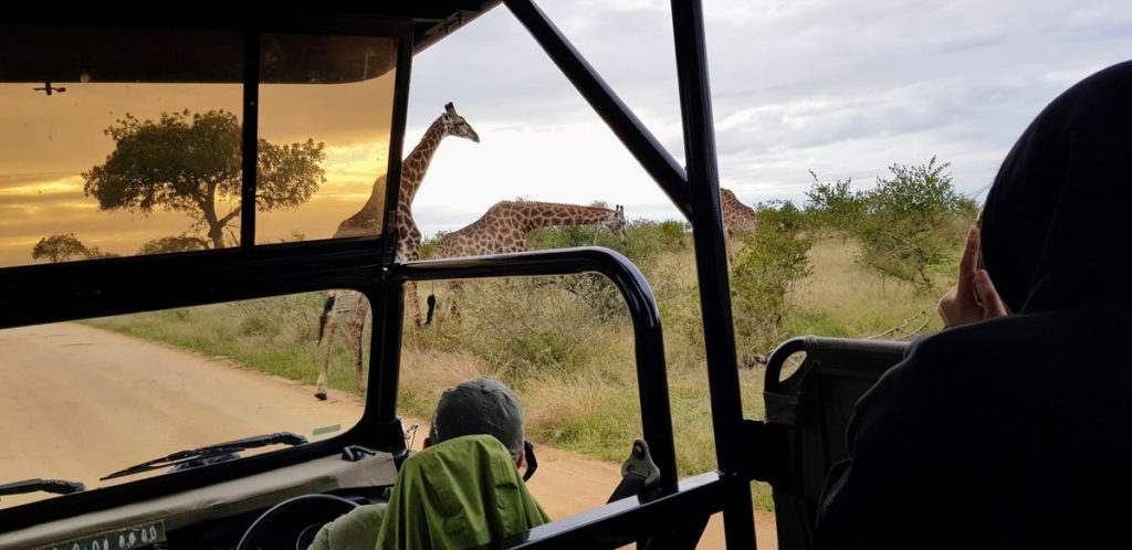 Une journée safari dans le parc Kruger avec un guide - Afrique du Sud