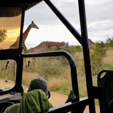 Safari dans le parc Kruger : une journée avec un guide