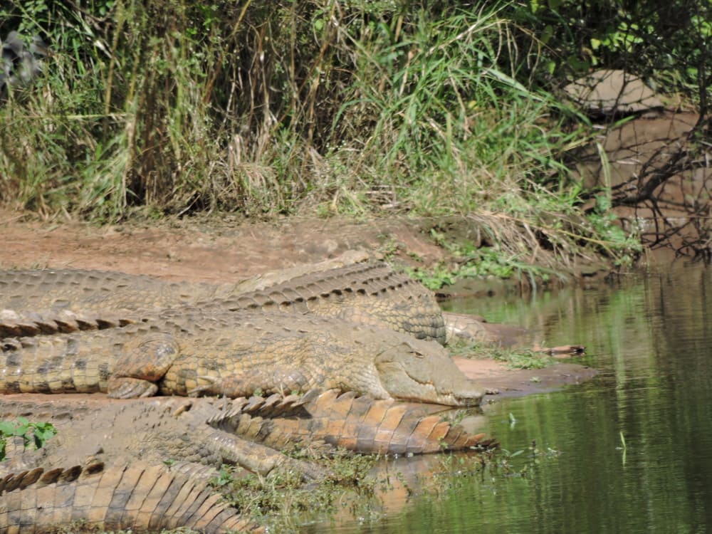 Crocodiles : Une journée safari dans le parc Kruger avec un guide - Afrique du Sud