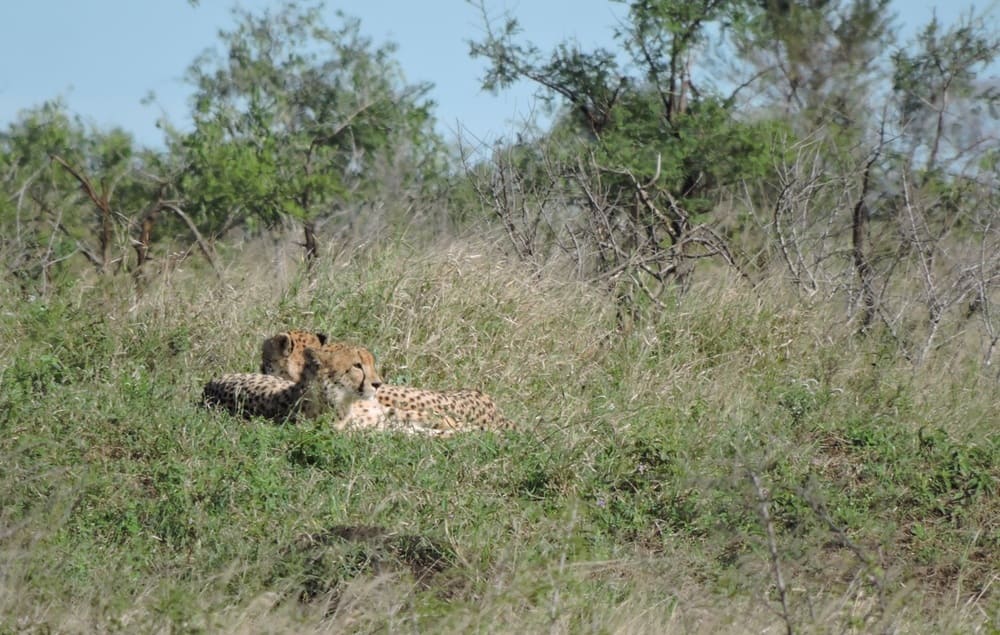 Guépards : Une journée safari dans le parc Kruger avec un guide - Afrique du Sud