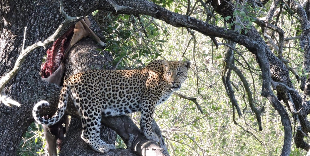 Léopard : Une journée safari dans le parc Kruger avec un guide - Afrique du Sud