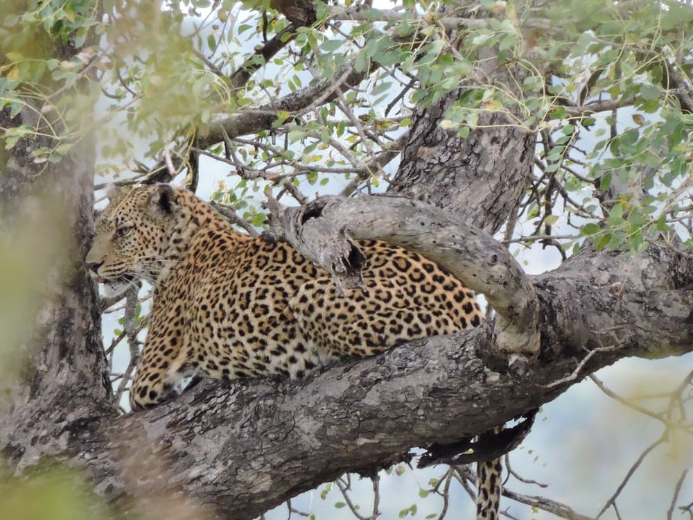 Léopard : Une journée safari dans le parc Kruger avec un guide - Afrique du Sud