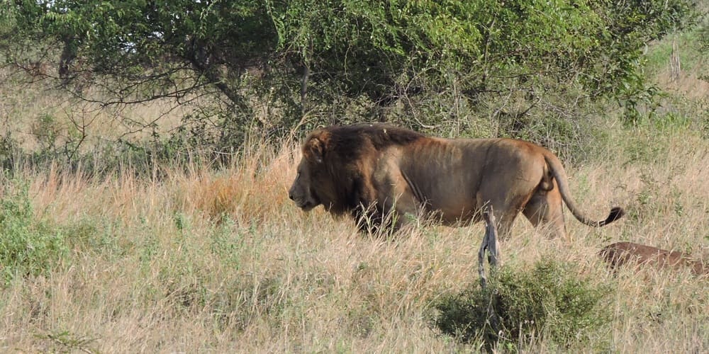 Lion : Une journée safari dans le parc Kruger avec un guide - Afrique du Sud