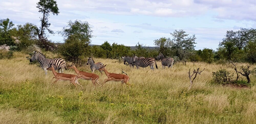 Une journée safari dans le parc Kruger avec un guide - Afrique du Sud