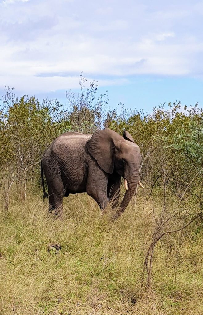 Une journée safari dans le parc Kruger avec un guide - Afrique du Sud