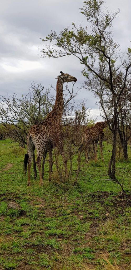 Une journée safari dans le parc Kruger avec un guide - Afrique du Sud