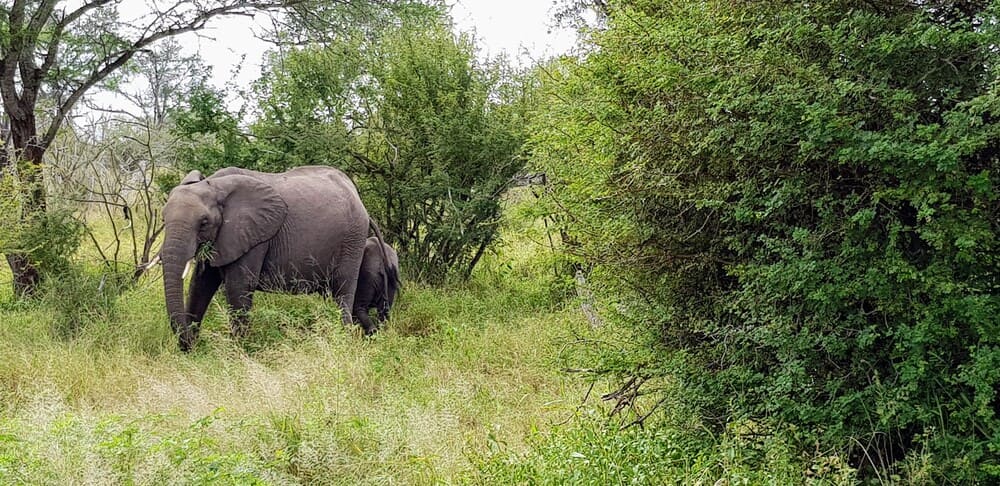 Une journée safari dans le parc Kruger avec un guide - Afrique du Sud