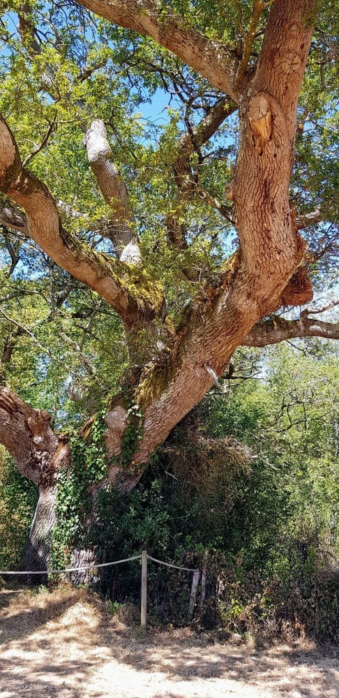 Arbre remarquable - Château de Comper, Centre de l'imaginaire arthurien