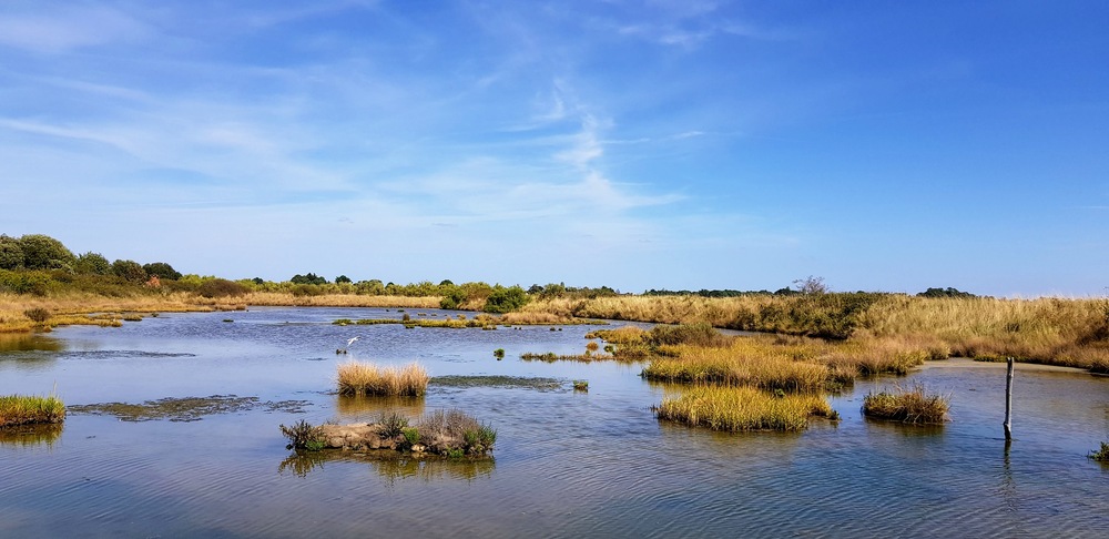 Réserve naturelle des Marais de Séné - Morbihan