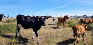 Vaches - Réserve naturelle des Marais de Séné - Morbihan : sentier gratuit