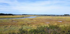 Réserve naturelle des Marais de Séné - Morbihan : sentier gratuit