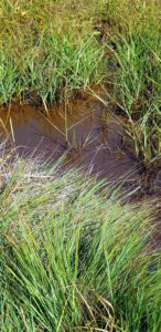 Réserve naturelle des Marais de Séné - Morbihan : sentier gratuit