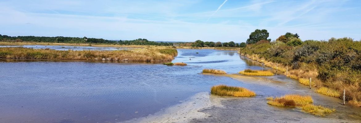 Réserve naturelle des Marais de Séné - Morbihan