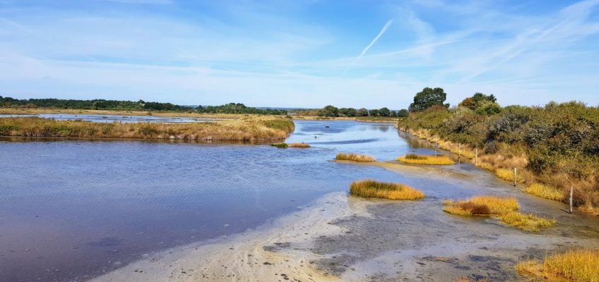 Réserve naturelle des Marais de Séné - Morbihan