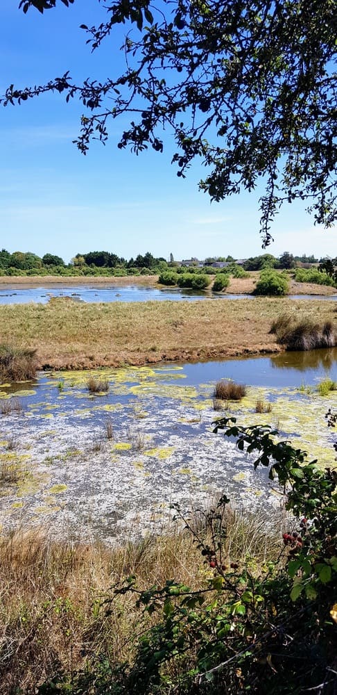 Marais de Séné  RESERVES NATURELLES DE FRANCE