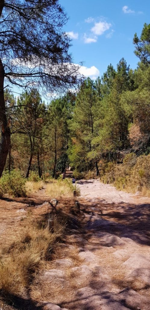 Balade en forêt de Brocéliande