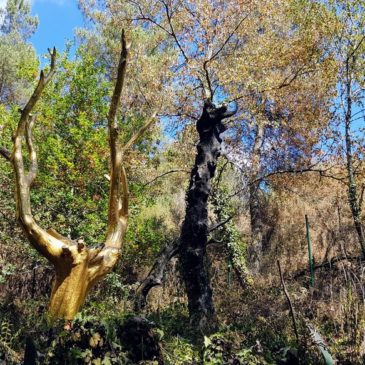 Les lieux légendaires de la forêt de Brocéliande